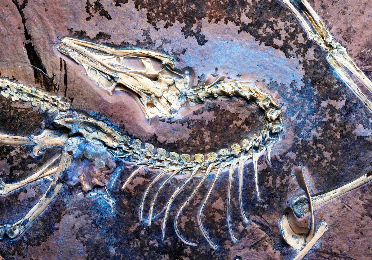 Nya rön om Archaeopteryx: evolutionens flygare