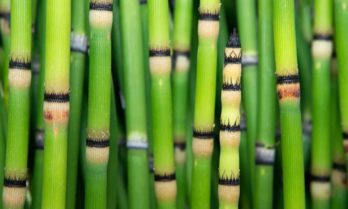 En uråldrig växts hemlighet: vatten som verkar komma från en annan värld