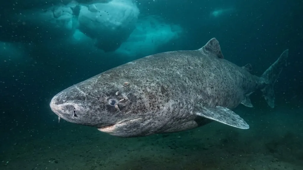 Ett historiskt fynd: grönlandshaj uppskattas vara 399 år gammal