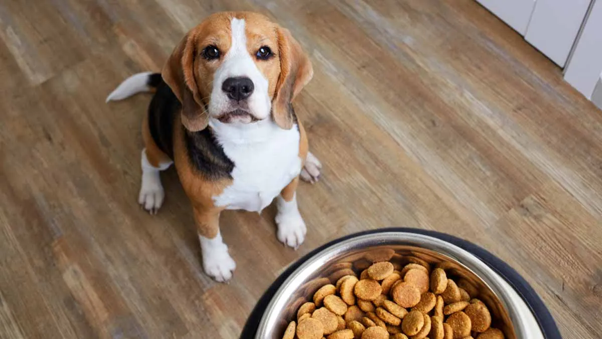 Ge ost till hunden: nöje eller risk?