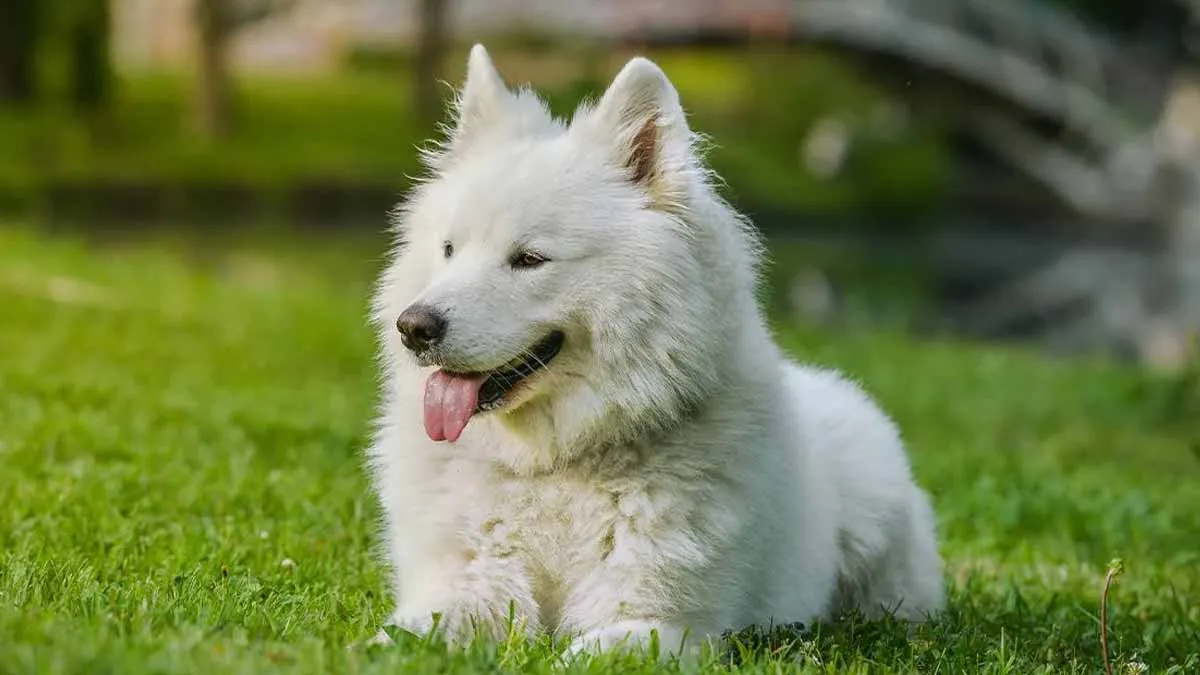 En fascinerande rangordning av intelligenta hundraser