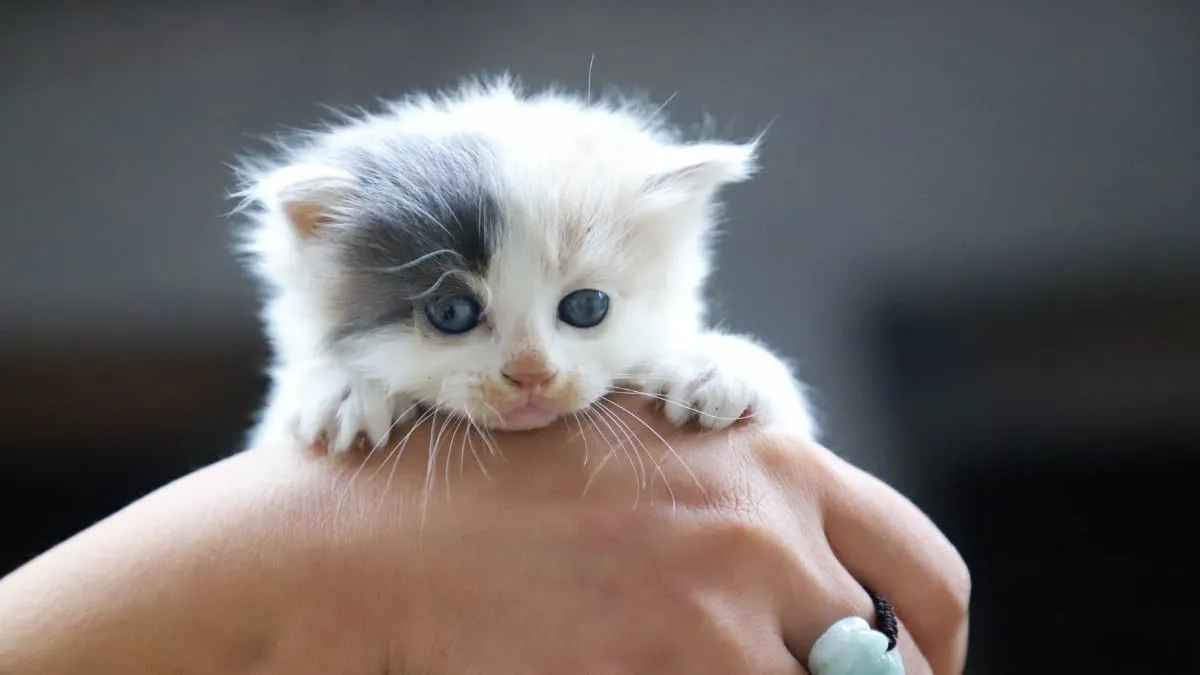 Glöm "kisse-kisse" – forskare avslöjar hemligheten bakom kommunikation med katter