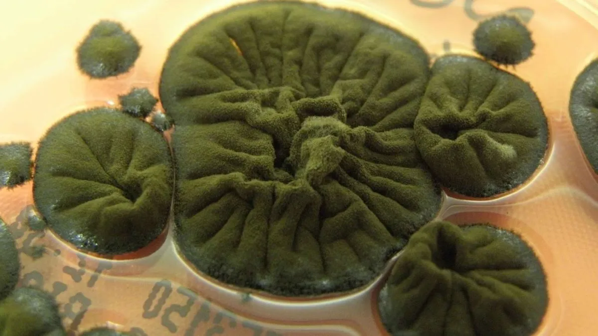 Radioresistent svamp upptäckt i Tjernobyls evakueringszon